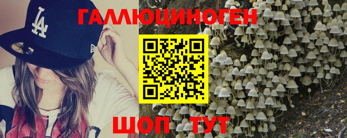 Псилоцибиновые грибы Psilocybe Великие Луки